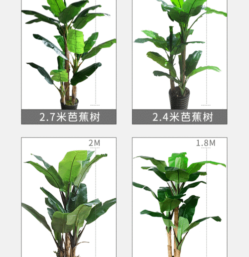 芭蕉树植物科普知识（芭蕉树植物科普知识大全）-第3张图片-多多自然网