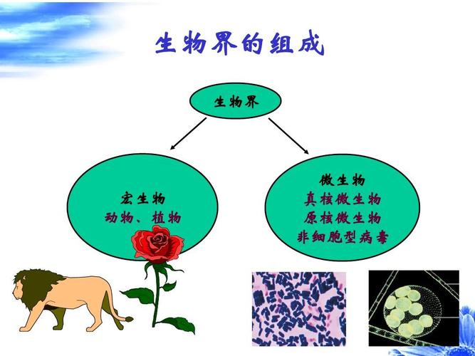 白细胞与植物的关系是什么（白细胞与植物的关系是什么意思）-第2张图片-多多自然网