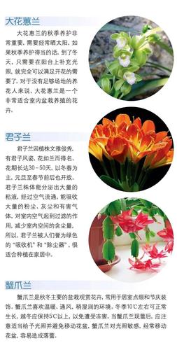 花卉植物冬天养护知识（冬天怎样养护花）-第1张图片-多多自然网