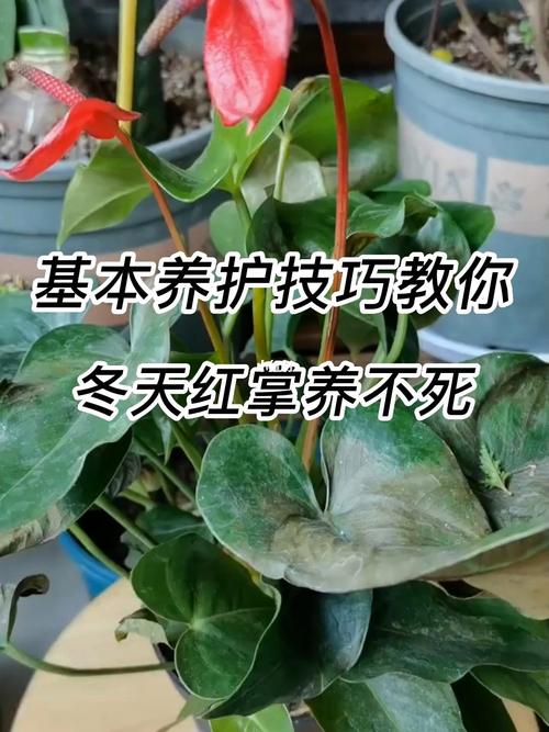 花卉植物冬天养护知识（冬天怎样养护花）-第2张图片-多多自然网