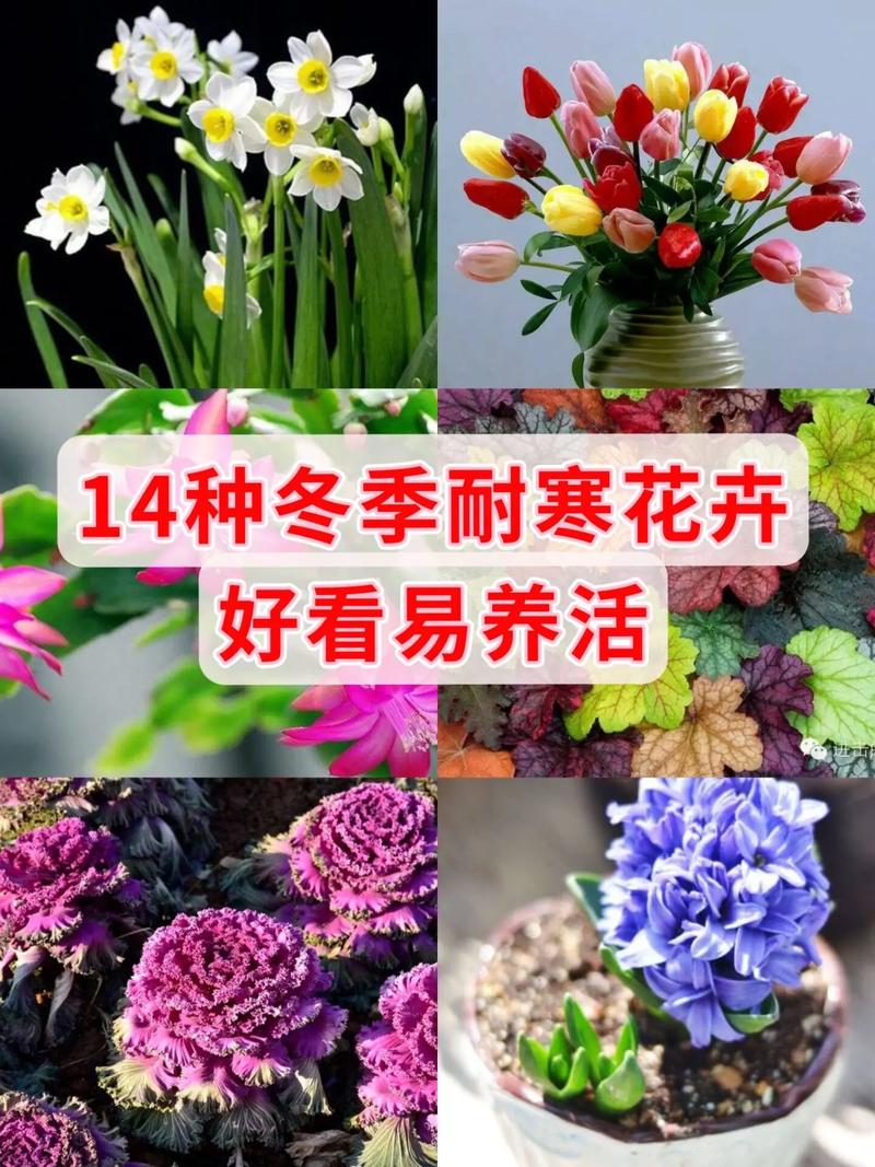 花卉植物冬天养护知识（冬天怎样养护花）-第3张图片-多多自然网