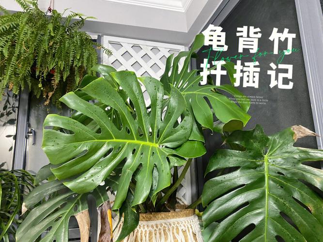 龟背竹植物养护知识（龟背竹的养植教学,一盆变四盆,简单粗暴）-第3张图片-多多自然网