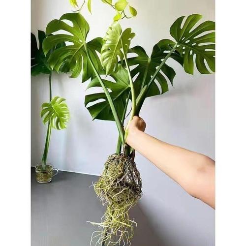 龟背竹植物养护知识（龟背竹的养植教学,一盆变四盆,简单粗暴）-第4张图片-多多自然网