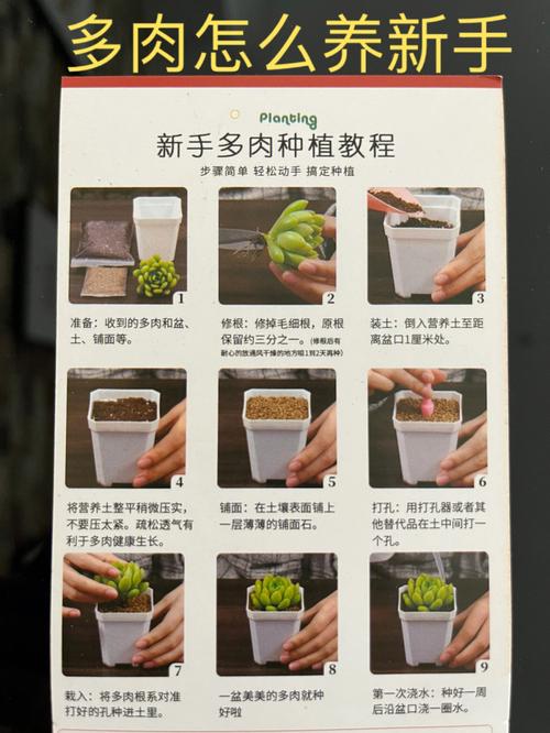 多肉植物养护的知识有哪些（多肉植物的养殖和护理）-第3张图片-多多自然网