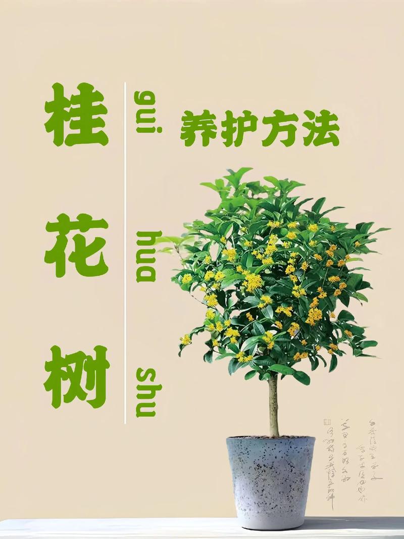 桂花植物养护知识大全集（桂花植物怎么养）-第1张图片-多多自然网