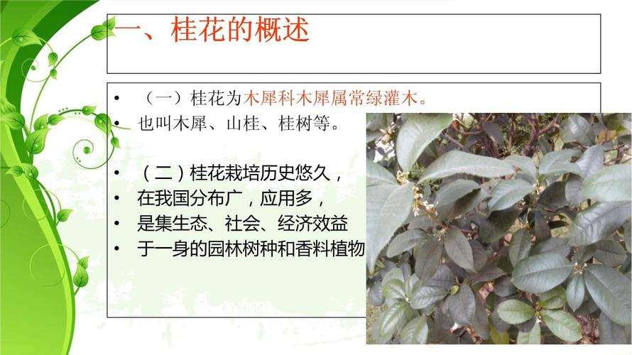 桂花植物养护知识大全集（桂花植物怎么养）-第3张图片-多多自然网