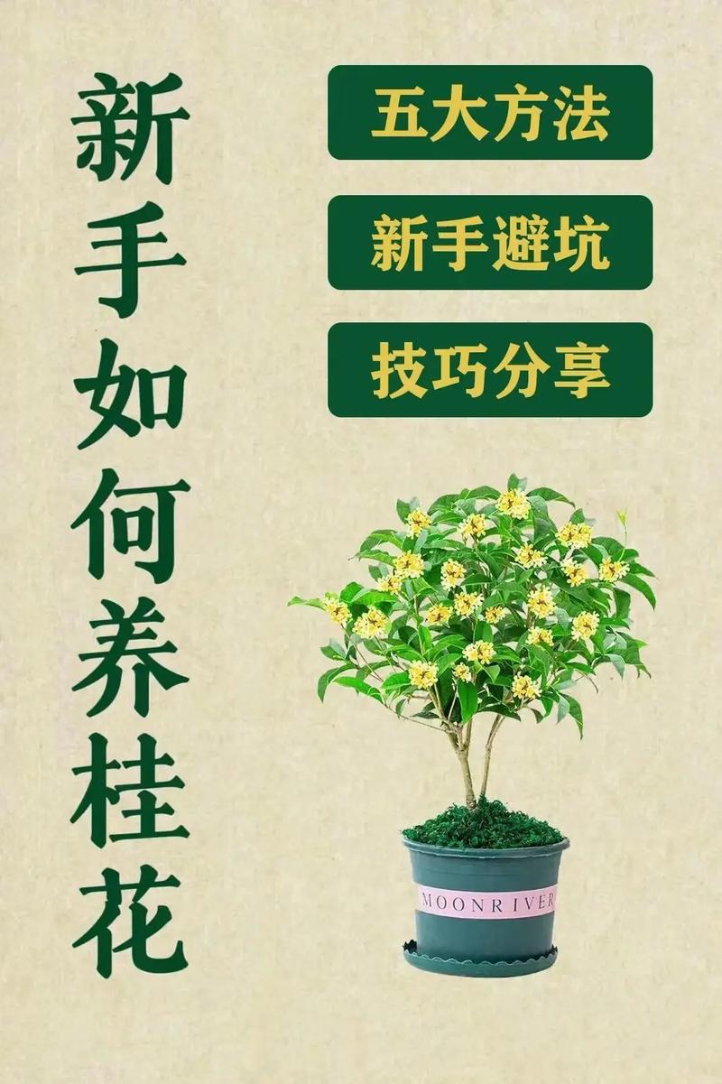 桂花植物养护知识大全集（桂花植物怎么养）-第5张图片-多多自然网