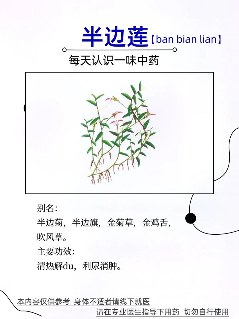 半枝莲植物百科知识（半枝莲植物百科知识大全）-第3张图片-多多自然网