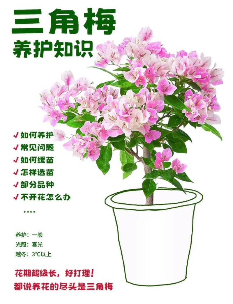 冬季植物养护小知识（冬季植物养护要点）-第2张图片-多多自然网