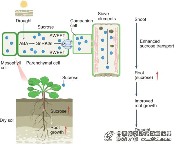 丙二醛与植物的关系（丙二醛与植物的关系图）-第1张图片-多多自然网