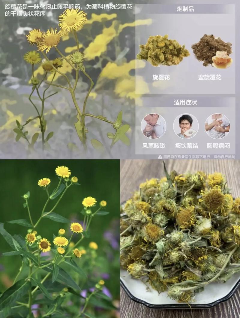 半夏植物百科知识（半夏中药百科）-第1张图片-多多自然网