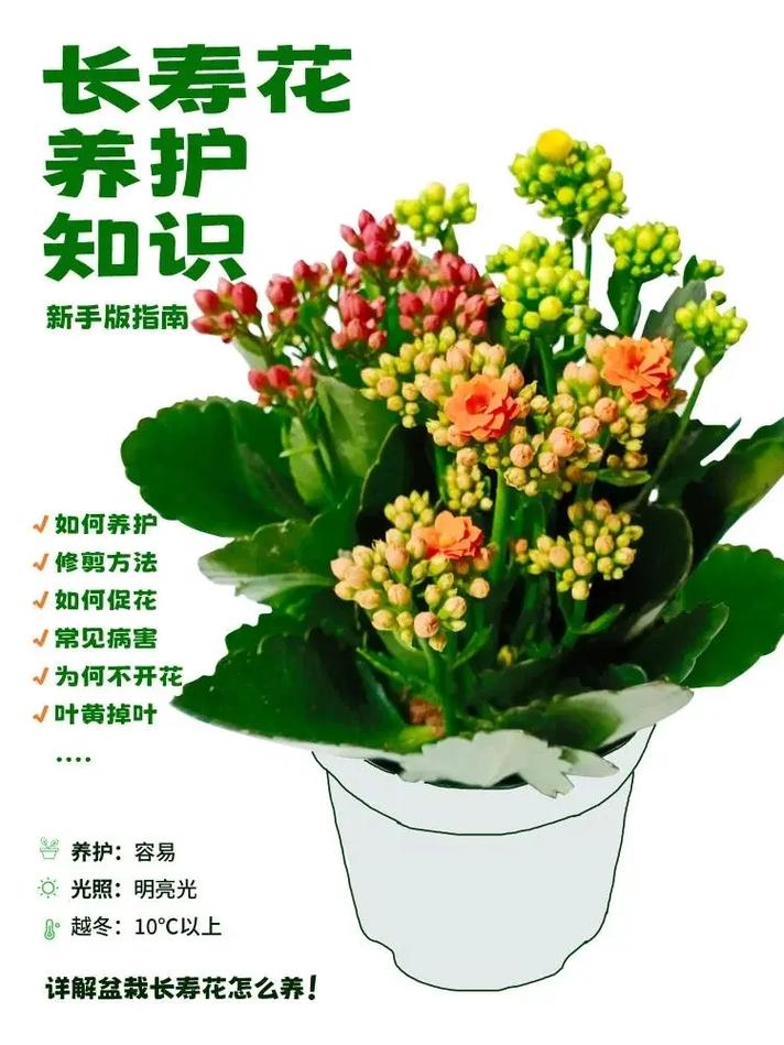 各种植物盆栽养护知识大全（各种植物盆栽养护知识大全图解）-第3张图片-多多自然网