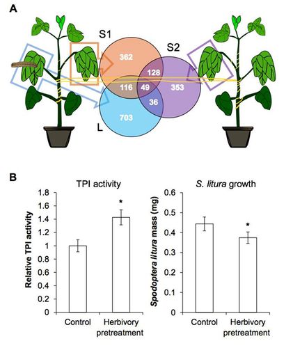 病原菌与植物的关系是（病原菌与植物的关系是）-第1张图片-多多自然网