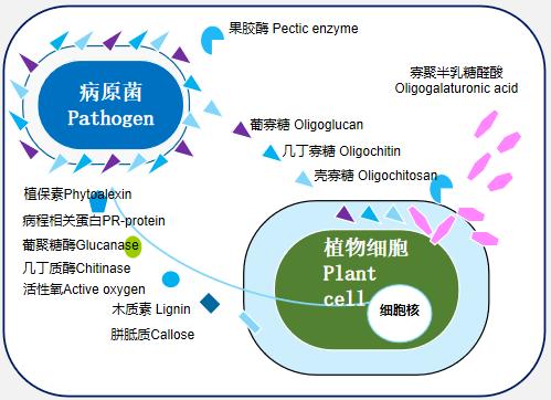 病原菌与植物的关系是（病原菌与植物的关系是）-第3张图片-多多自然网