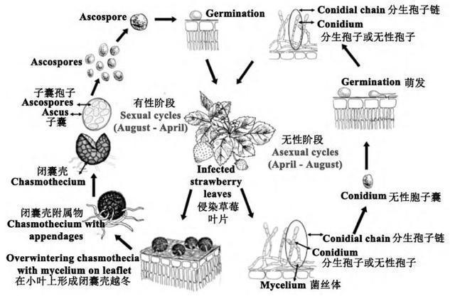 病原菌与植物的关系是（病原菌与植物的关系是）-第5张图片-多多自然网