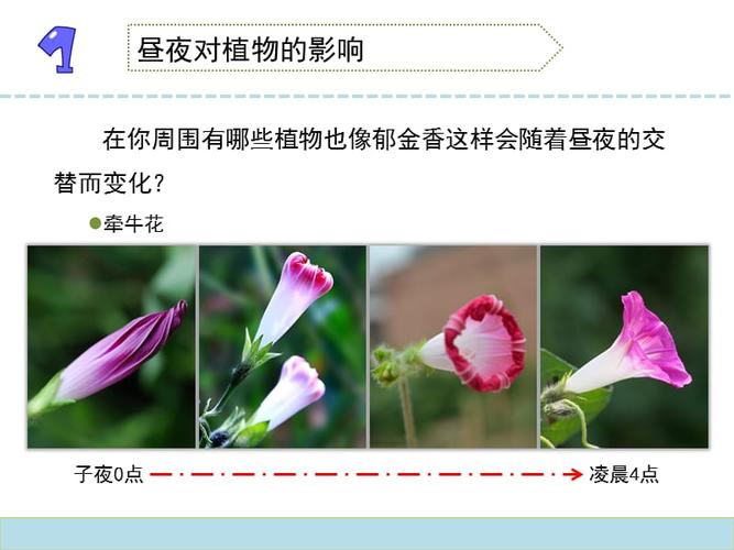 白天黑夜与植物的变化关系（白天黑夜与植物的变化关系是什么）-第1张图片-多多自然网