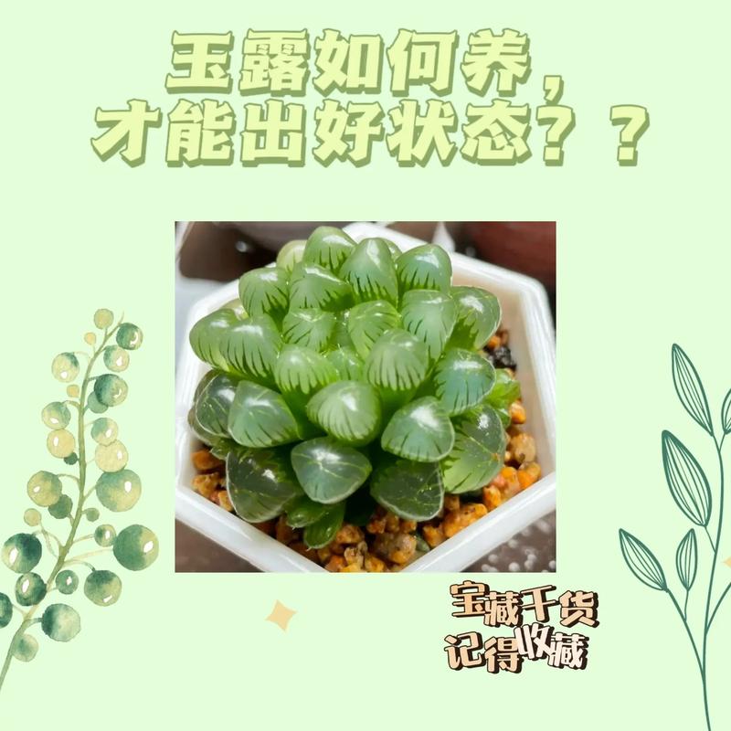 多肉植物玉露养护知识分享（多肉玉露养护方法）-第1张图片-多多自然网