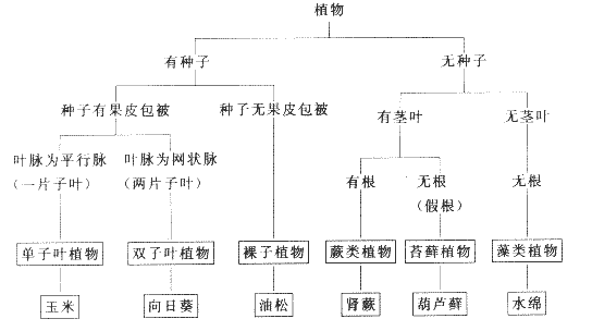 白桦树植物百科知识大全（白桦树植物百科知识大全）-第2张图片-多多自然网