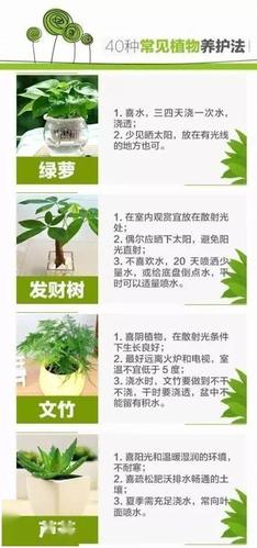 家庭植物养护知识内容有哪些（家庭植物讲解）-第2张图片-多多自然网