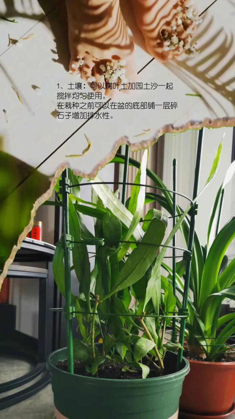 家庭植物养护知识内容有哪些（家庭植物讲解）-第5张图片-多多自然网