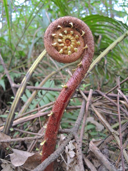 草本植物与蕨类植物的关系（蕨类植物和普通植物的区别）-第2张图片-多多自然网