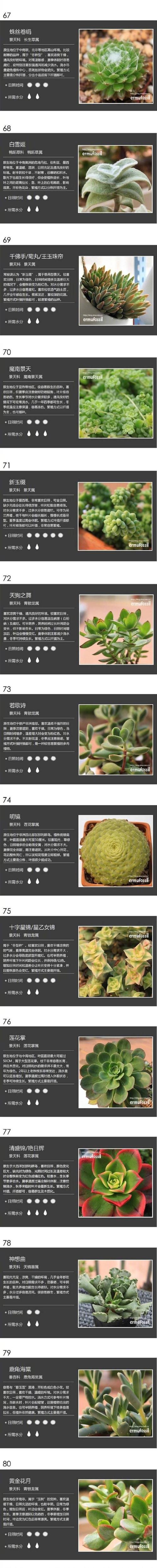 多肉植物养护知识大全（多肉植物的养护知识）-第2张图片-多多自然网