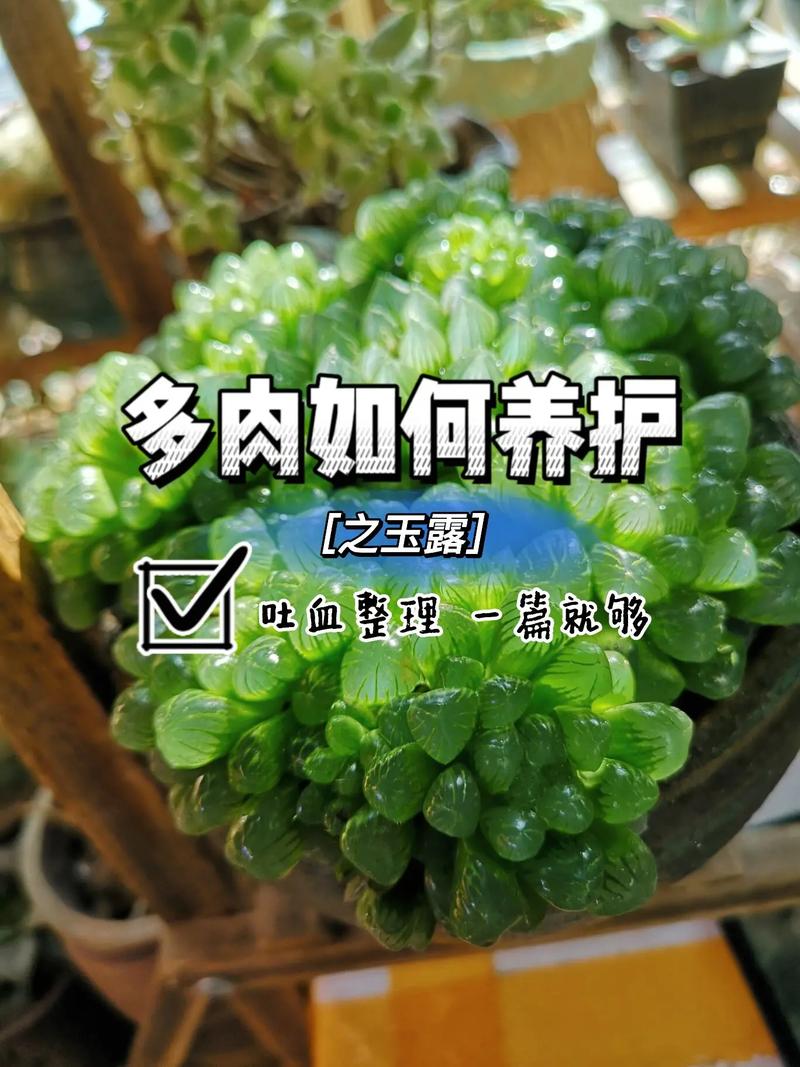 多肉植物夏季怎么养护知识（多肉植物夏季怎么养护知识大全）-第1张图片-多多自然网