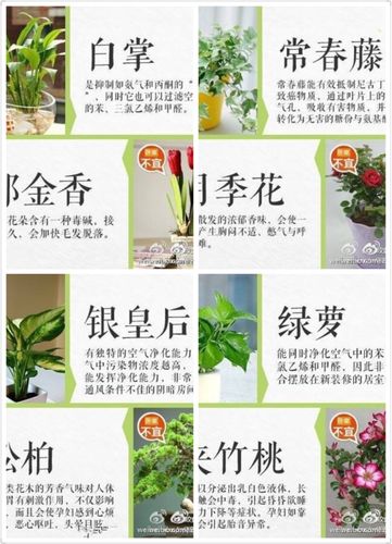 关于养护开花植物的小知识（养开花的花有禁忌吗）-第1张图片-多多自然网