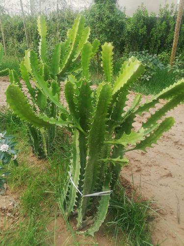 霸王鞭植物知识（霸王鞭的植物图片）-第4张图片-多多自然网