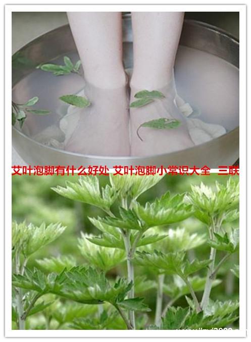 艾草植物科普知识大全（艾草的小知识）-第4张图片-多多自然网