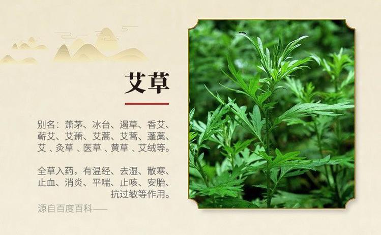 艾草植物科普知识大全（艾草的小知识）-第3张图片-多多自然网