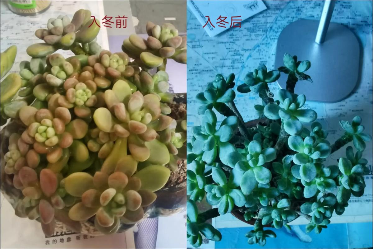 冬季室内多肉植物养护知识（冬季室内多肉植物养护知识有哪些）-第1张图片-多多自然网