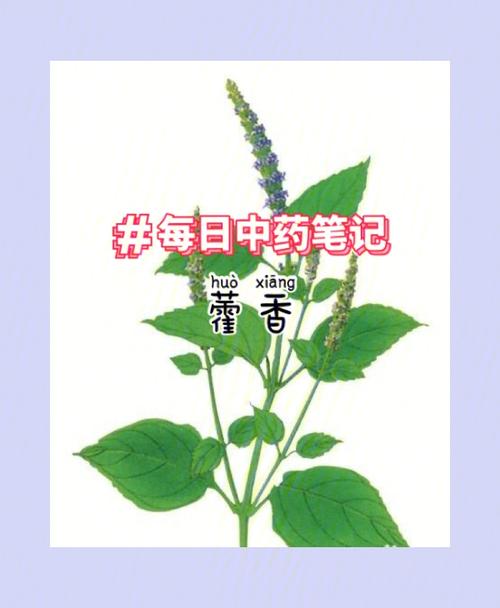 藿香和薄荷植物养护知识（藿香和薄荷功效一样吗）-第4张图片-多多自然网