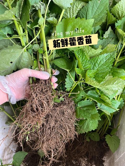 藿香和薄荷植物养护知识（藿香和薄荷功效一样吗）-第5张图片-多多自然网