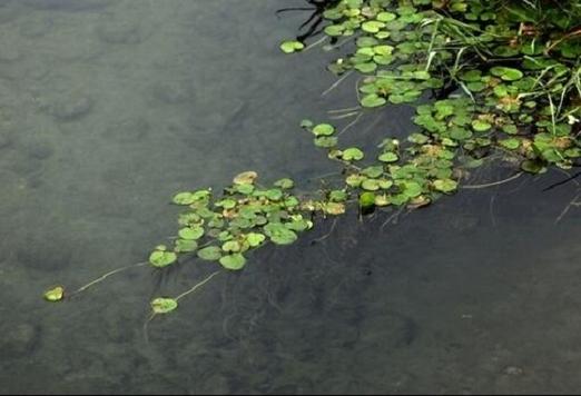 白塘植物与水体的关系（水生植物塘优缺点）-第2张图片-多多自然网