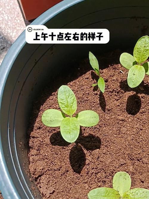 冰雪与绿色植物的关系是（冰雪与绿色植物的关系是什么意思）-第4张图片-多多自然网