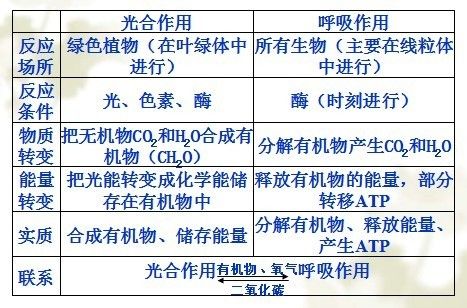 比较植物呼吸与光合的关系（植物的呼吸和光合）-第3张图片-多多自然网