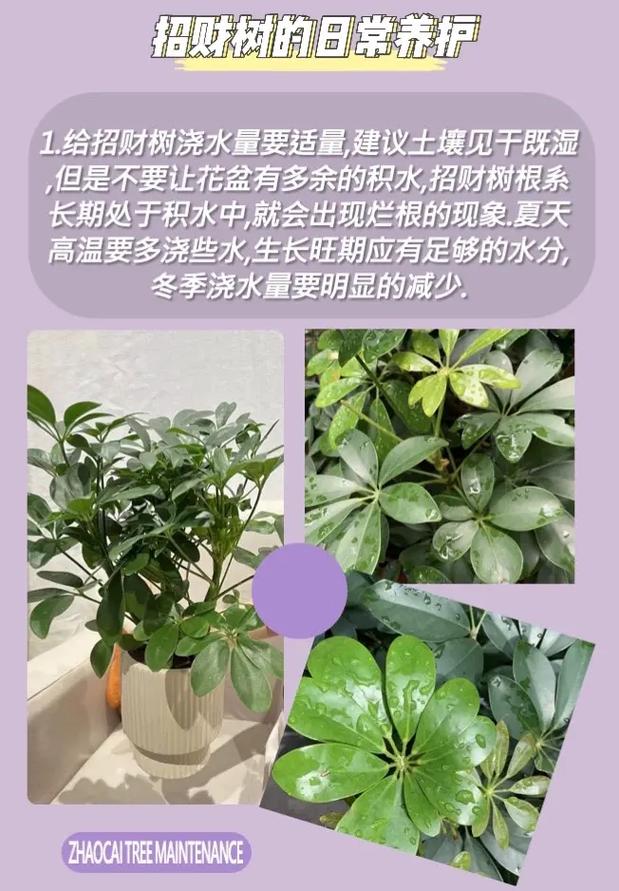 发财树植物养护知识（发财树的养护及注意事项）-第1张图片-多多自然网