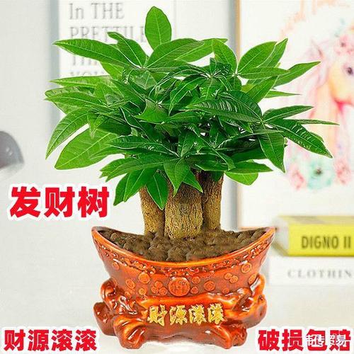 发财树植物养护知识（发财树的养护及注意事项）-第5张图片-多多自然网