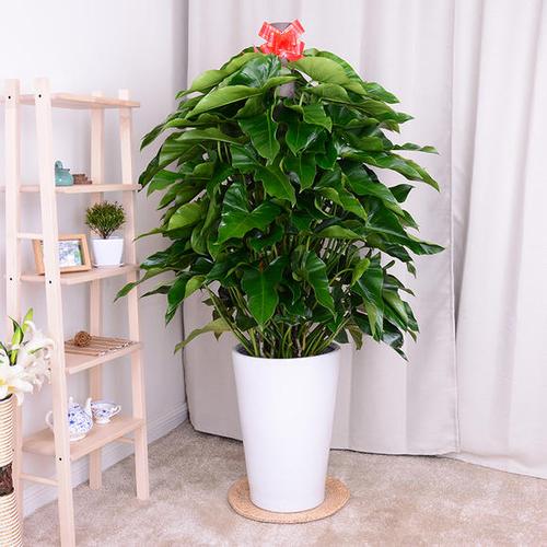 宝石植物知识（宝石植物知识大全）-第3张图片-多多自然网