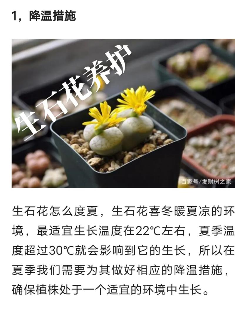 宝石植物知识（宝石植物知识大全）-第6张图片-多多自然网