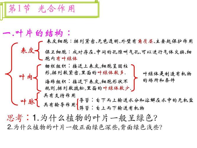 不同植物的叶片与环境的关系（叶片与植物生长环境有什么关系）-第1张图片-多多自然网