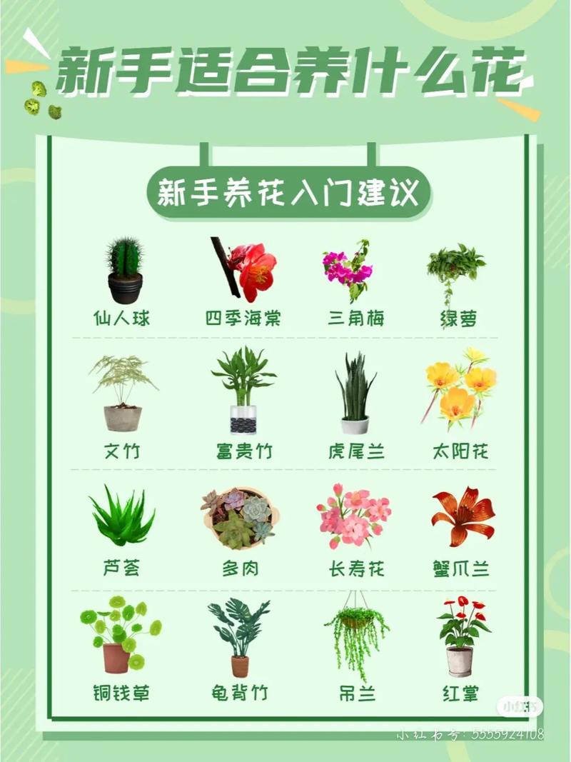 好养护植物小知识大全简短（植物养护小常识）-第5张图片-多多自然网