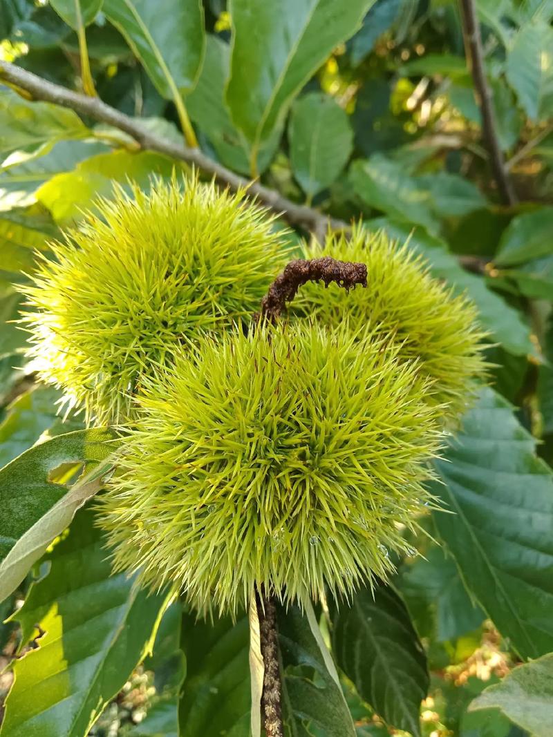 板栗植物知识（板栗的植物学特征）-第3张图片-多多自然网