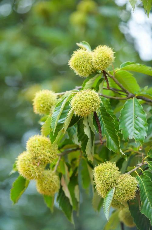 板栗植物知识（板栗的植物学特征）-第4张图片-多多自然网