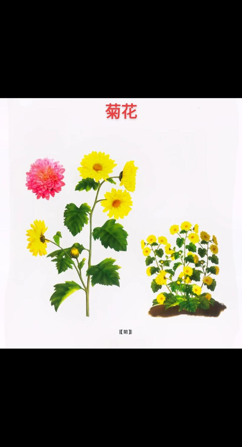 百合科植物小知识大全（百合科植物大全识别）-第4张图片-多多自然网