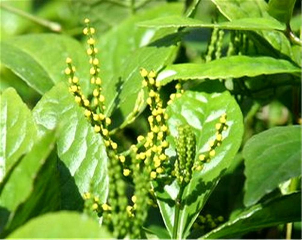 保护野生植物科普知识内容（保护野生动植物内容）-第3张图片-多多自然网