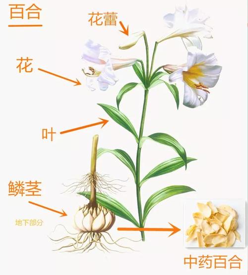 百合科植物小知识有哪些（百合科 植物）-第2张图片-多多自然网