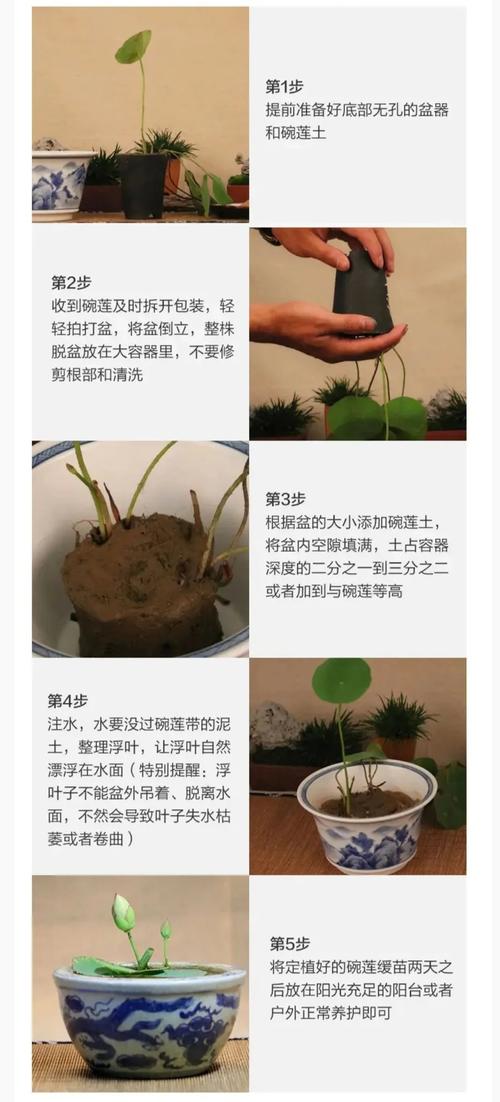 半枝莲植物小知识（半枝莲的花语和传说）-第2张图片-多多自然网