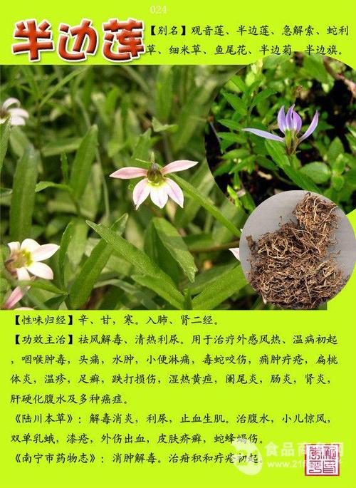 半枝莲植物小知识（半枝莲的花语和传说）-第3张图片-多多自然网